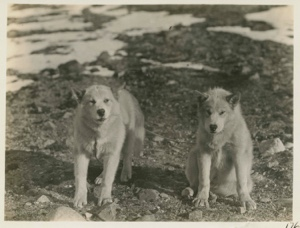 Image: Eskimo [Inughuit] dogs, Frank and Grant